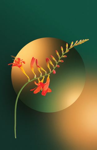 Poster: Brahms - Mendelssohn