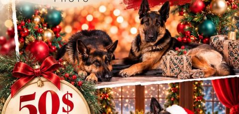 Poster: Séance photo de Noël avec pitou 🐶 🎄