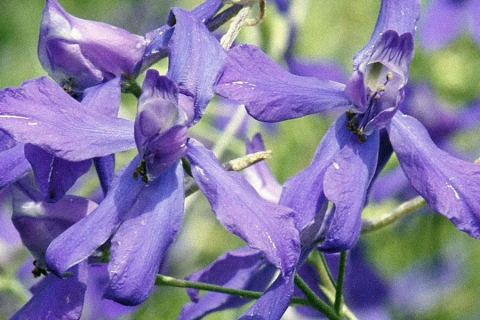Photo of Larkspur Lutherie