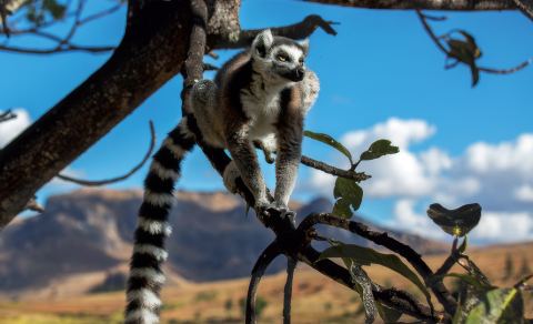 Poster: Madagascar, Bibliothèque Orise-Longval, Sunday, November 29