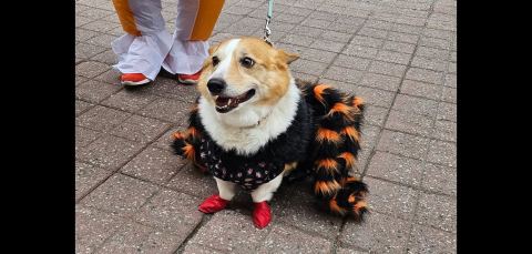 Poster: HALLOWEEN CORGI PARADE 2026