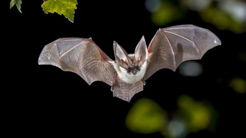 Poster: Araignée, frissons et chauve-souris