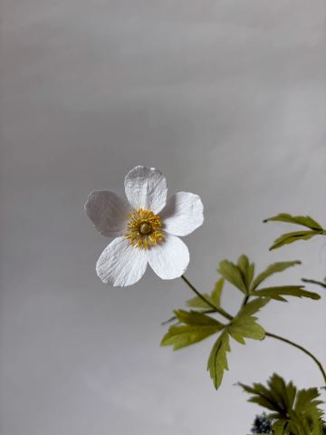 Photo of Atelier Nature Morte