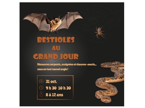 Poster: Frissons nocturnes - bestioles au grand jour