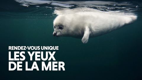 Poster: Les Grands Explorateurs — Les yeux de la mer