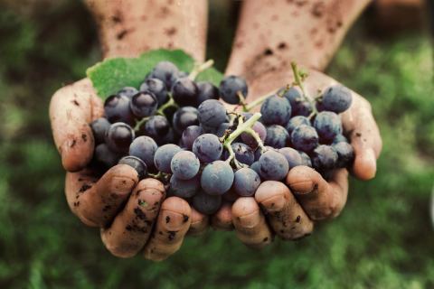 Photo of Vignoble d'Ovila