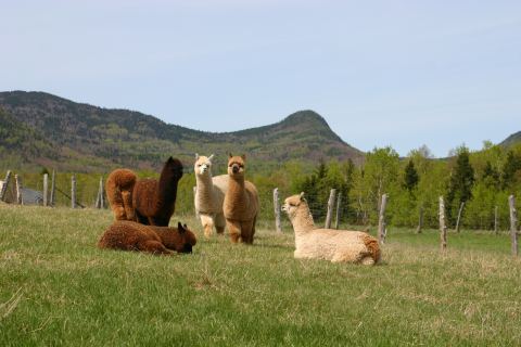 Photo of Alpagas Charlevoix