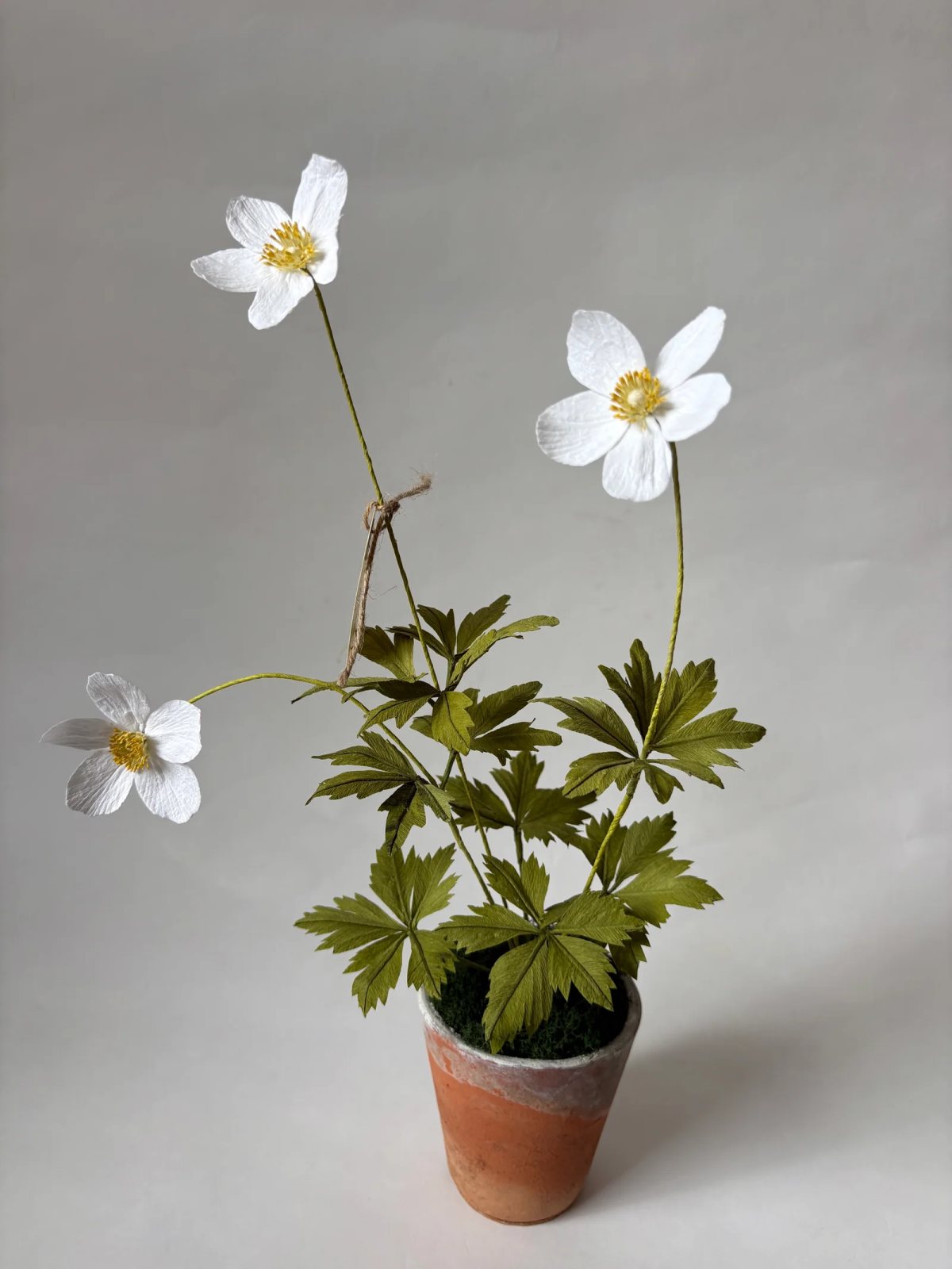 Photo of Atelier Nature Morte