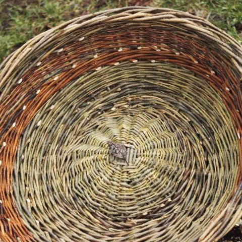 Photo of Sweet Mama Grass