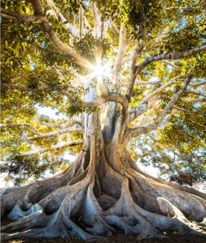 Poster: Atelier de création – La création de mon arbre de vie