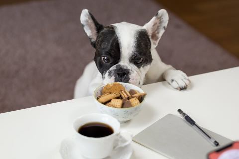 Poster: Making vegan cat and dog treats at home
