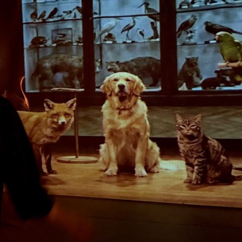 Poster: The Animal Room
