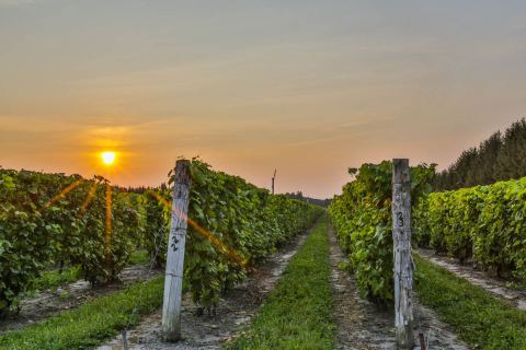 Photo of Vignoble Carone