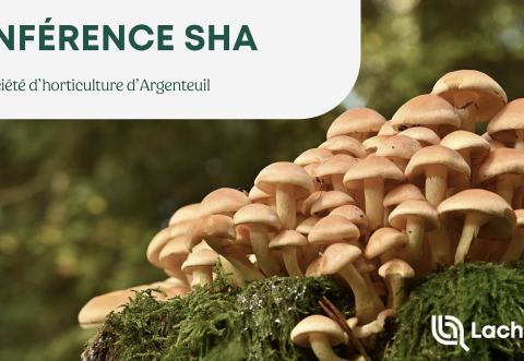 Poster: Conférence SHA : À la découverte de la myciculture (les champignons), Bibliothèque Jean-Marc-Belzile, Wednesday, December 3